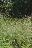 Biennial Gaura, Oenothera gaura