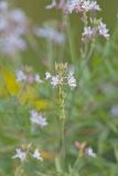 Biennial Gaura, Oenothera gaura