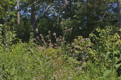 Biennial Gaura, Oenothera gaura