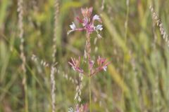 Biennial Gaura, Oenothera gaura