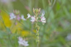 Biennial Gaura, Oenothera gaura