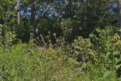 Biennial Gaura, Oenothera gaura