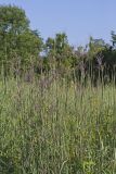 Big Bluestem, Andropogon gerardii