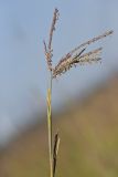 Big Bluestem, Andropogon gerardii