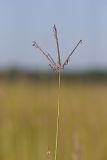 Big Bluestem, Andropogon gerardii
