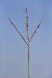 Big Bluestem, Andropogon gerardii