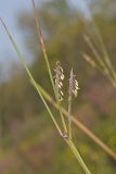 Big Bluestem, Andropogon gerardii