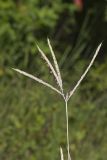 Big Bluestem, Andropogon gerardii