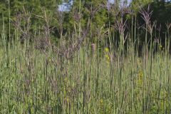Big Bluestem, Andropogon gerardii