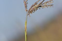 Big Bluestem, Andropogon gerardii