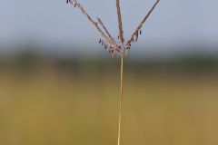 Big Bluestem, Andropogon gerardii
