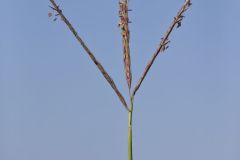 Big Bluestem, Andropogon gerardii
