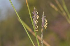 Big Bluestem, Andropogon gerardii