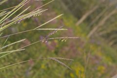 Big Bluestem, Andropogon gerardii