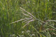 Big Bluestem, Andropogon gerardii