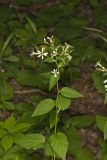 Bigleaf Aster, Eurybia macrophylla