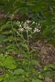 Bigleaf Aster, Eurybia macrophylla