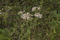 Bigleaf Aster