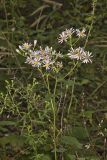 Bigleaf Aster, Eurybia macrophylla