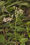 Bigleaf Aster, Eurybia macrophylla