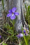 Bird's-foot Violet, Viola Pedata
