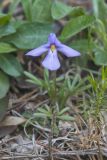 Bird's-foot Violet, Viola Pedata