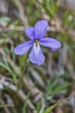 Bird's-foot Violet, Viola Pedata