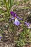 Bird's-foot Violet, Viola Pedata