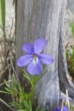 Bird's-foot Violet, Viola Pedata