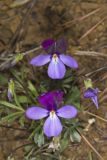 Bird's-foot Violet, Viola Pedata