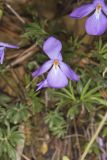 Bird's-foot Violet, Viola Pedata