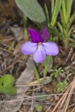 Bird's-foot Violet, Viola Pedata