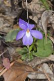 Bird's-foot Violet, Viola Pedata