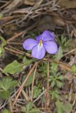 Bird's-foot Violet, Viola Pedata