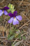 Bird's-foot Violet, Viola Pedata