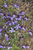 Bird's-foot Violet, Viola Pedata