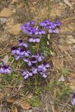 Bird's Foot Violet, Viola pedata