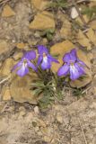 Bird's Foot Violet, Viola pedata