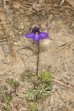 Bird's Foot Violet, Viola pedata