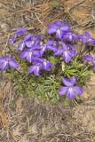 Bird's Foot Violet, Viola pedata