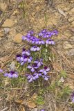 Bird's Foot Violet, Viola pedata