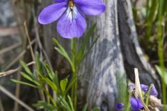 Bird's-foot Violet, Viola Pedata