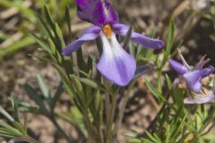 Bird's-foot Violet, Viola Pedata