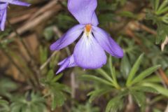Bird's-foot Violet, Viola Pedata