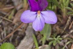 Bird's-foot Violet, Viola Pedata