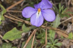 Bird's-foot Violet, Viola Pedata