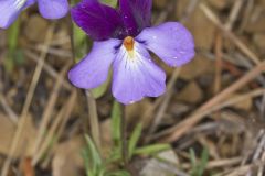 Bird's-foot Violet, Viola Pedata