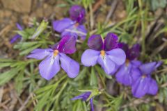 Bird's-foot Violet, Viola Pedata