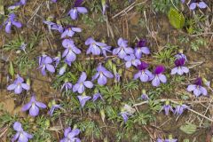 Bird's-foot Violet, Viola Pedata