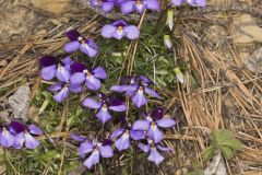 Bird's Foot Violet, Viola pedata